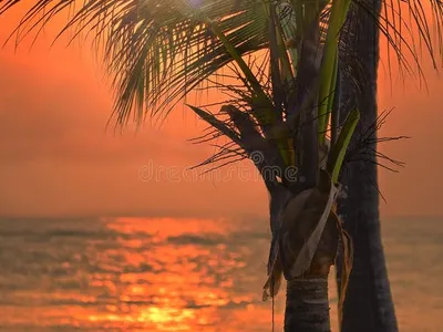 Here’s a romantic Valentine’s holiday trip guide to Mombasa, Kenya — perfect for couples looking for sun, sea, culture, and unforgettable experiences:
Smart Nomad Kenya