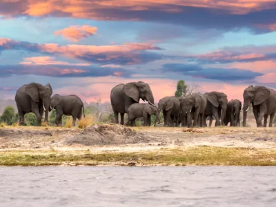 Victoria Falls & Chobe National Park Luxury Safari