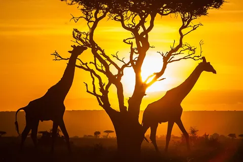 Kenya Visa Requirements for UAE Residents from Dubai for UAE residents &mdash; apply through Green Apple Travel