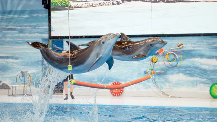 Dubai Dolphinarium: Tickets, Timings, and VIP Experience